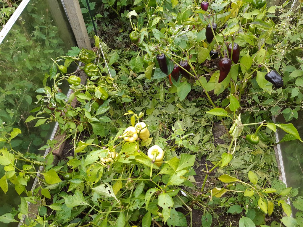 Blad uitdunnen paprika's