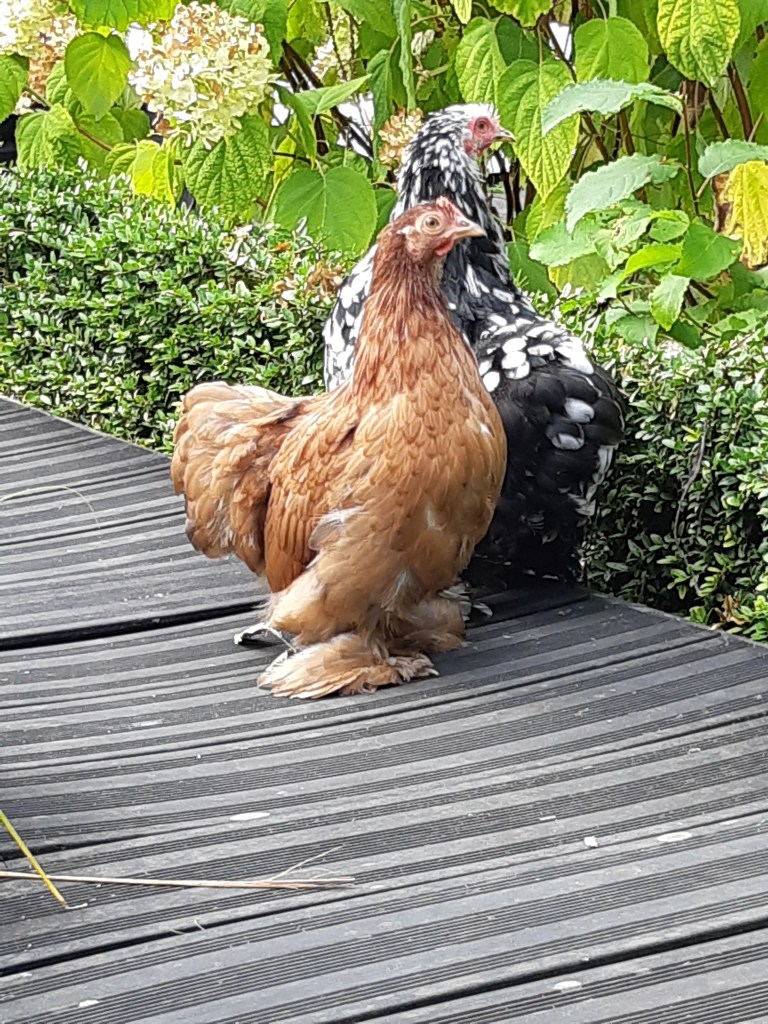 Nieuwe kippen toevoegen