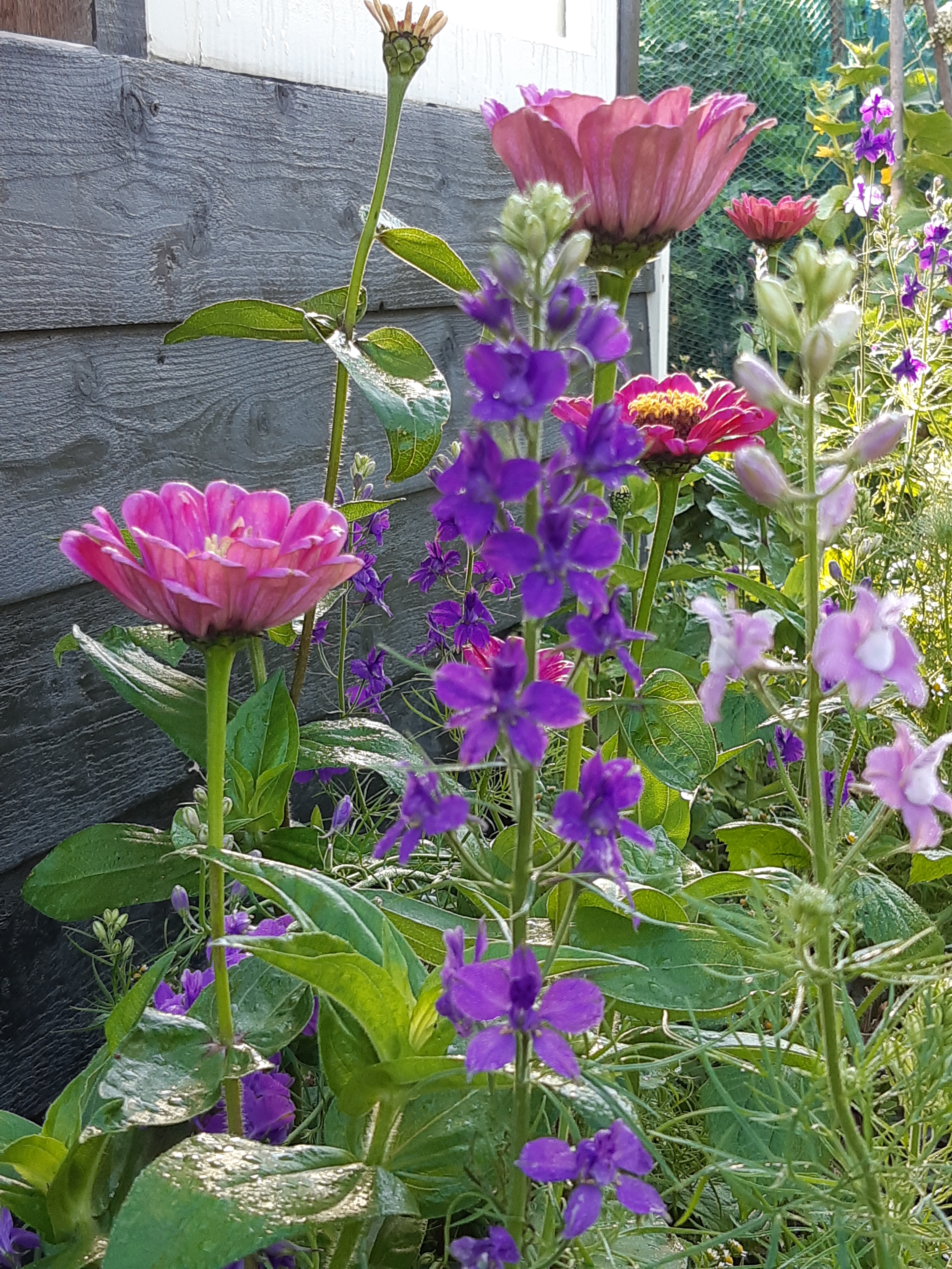 Delphinium (Ridderspoor)