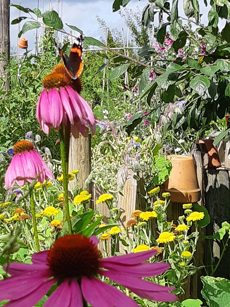 Echineacea Purpurea Magnus