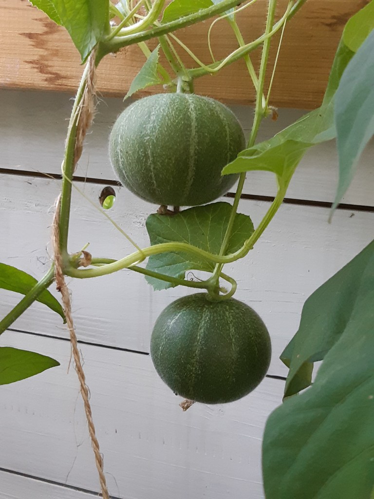 Meloen Minnesota Midget