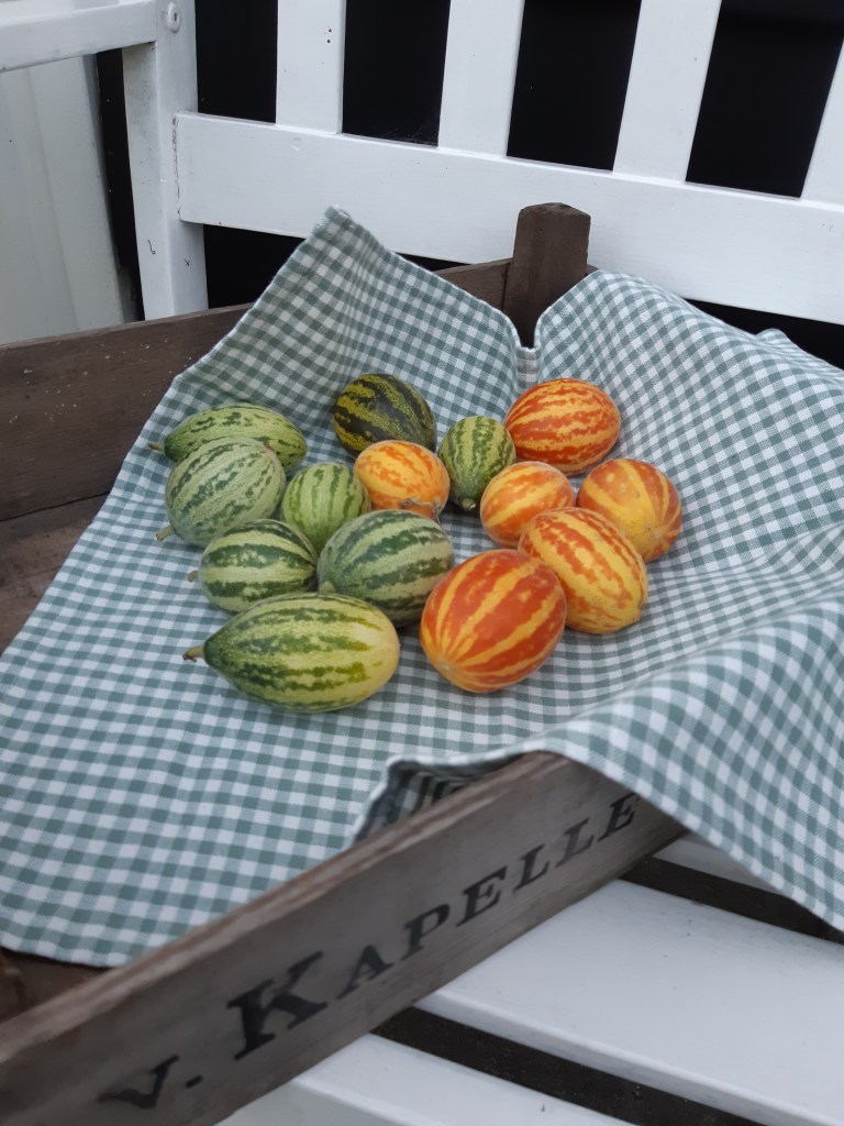 Meloen Rich Sweetness poezenmeloen