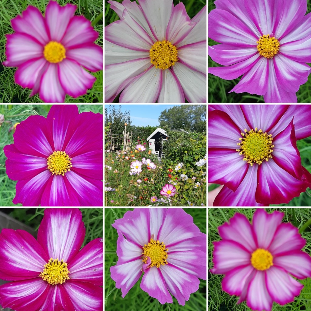 Cosmea