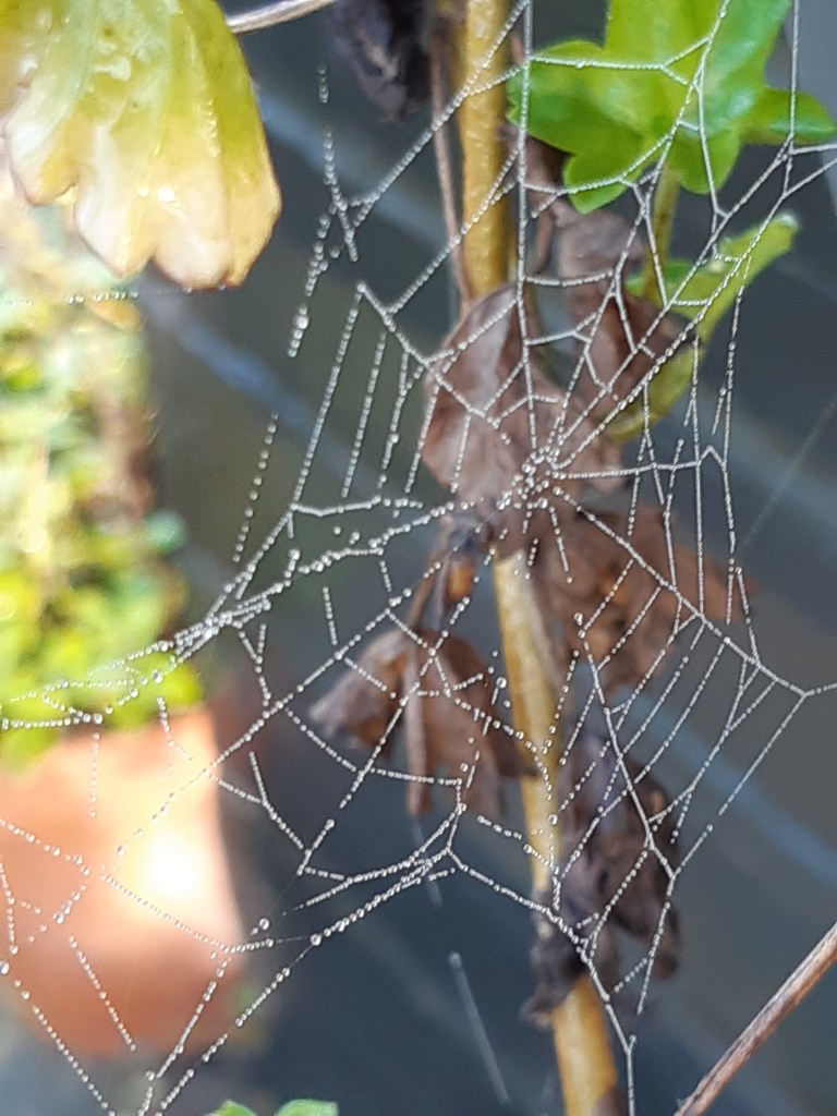 De moestuin in november