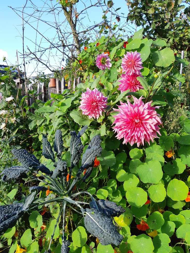 Dahlia's winterklaar maken