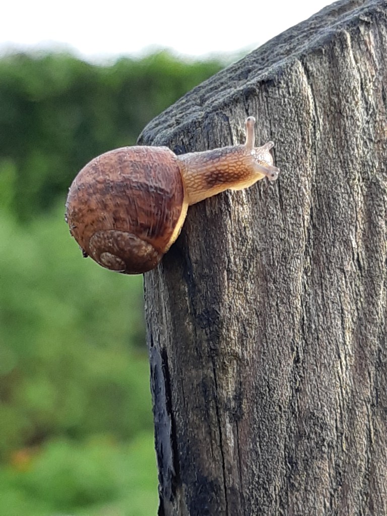 Slakken in de moestuin