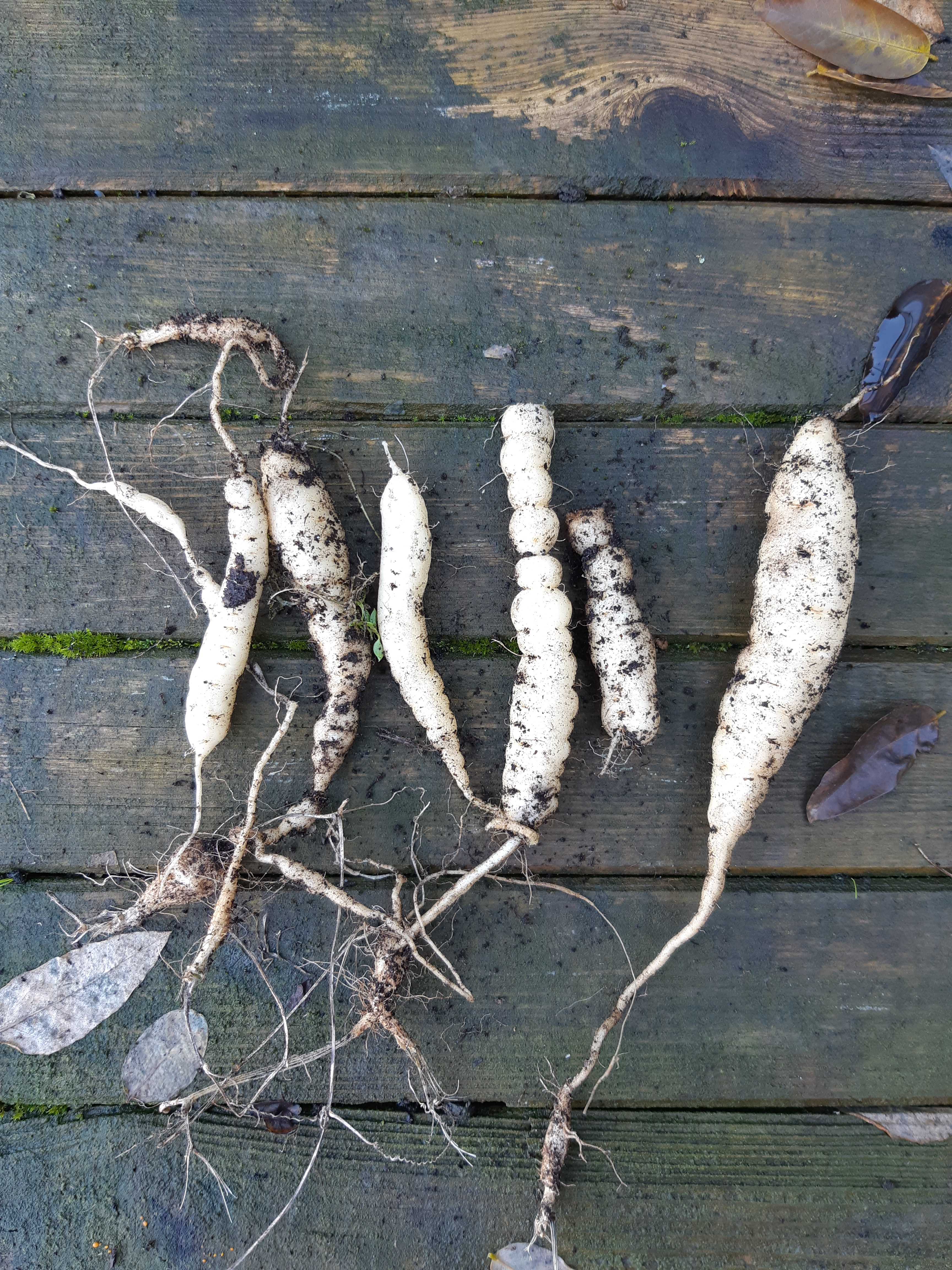 Wortels bewaren muismeloen