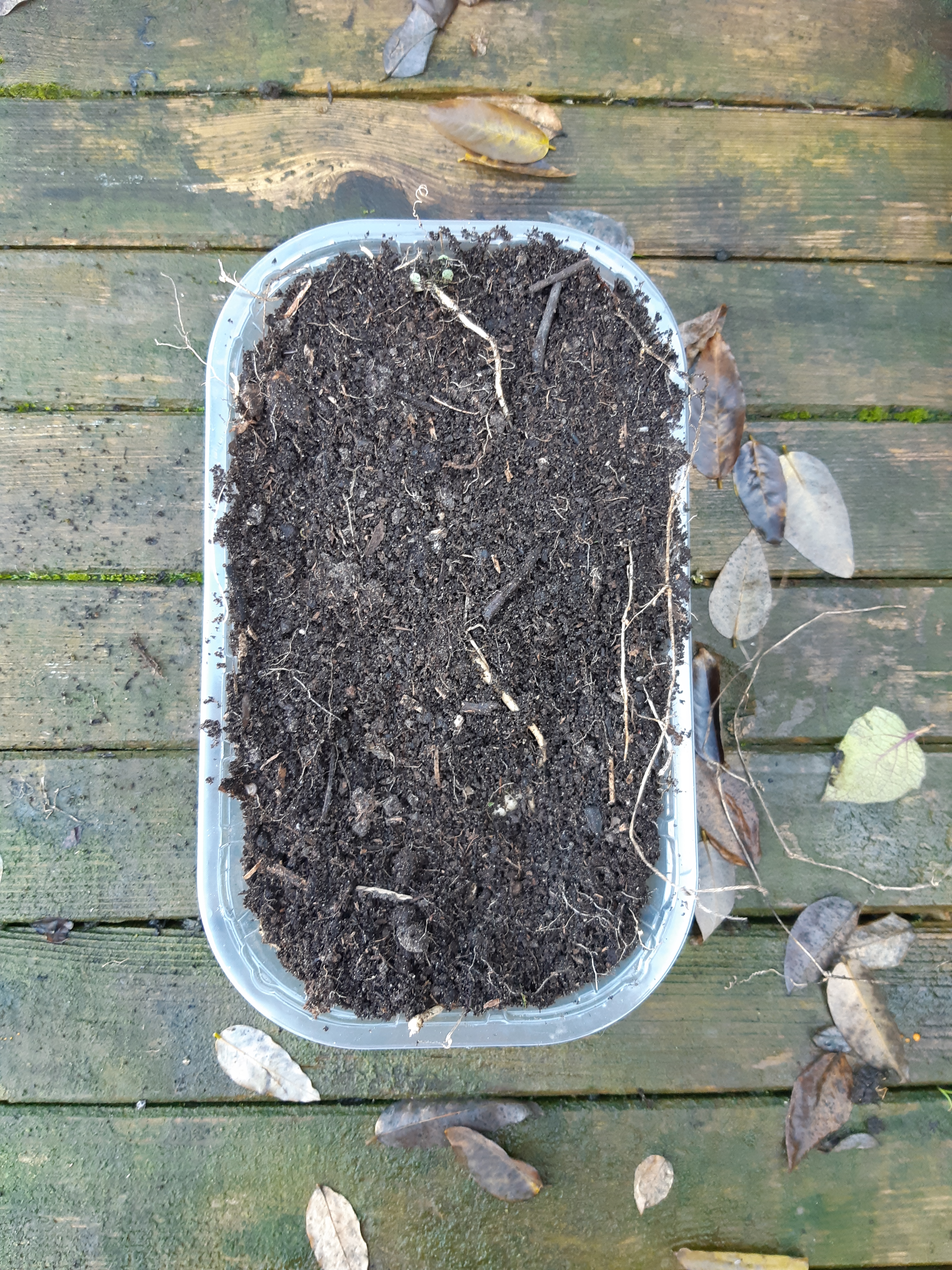 Wortels bewaren muismeloen