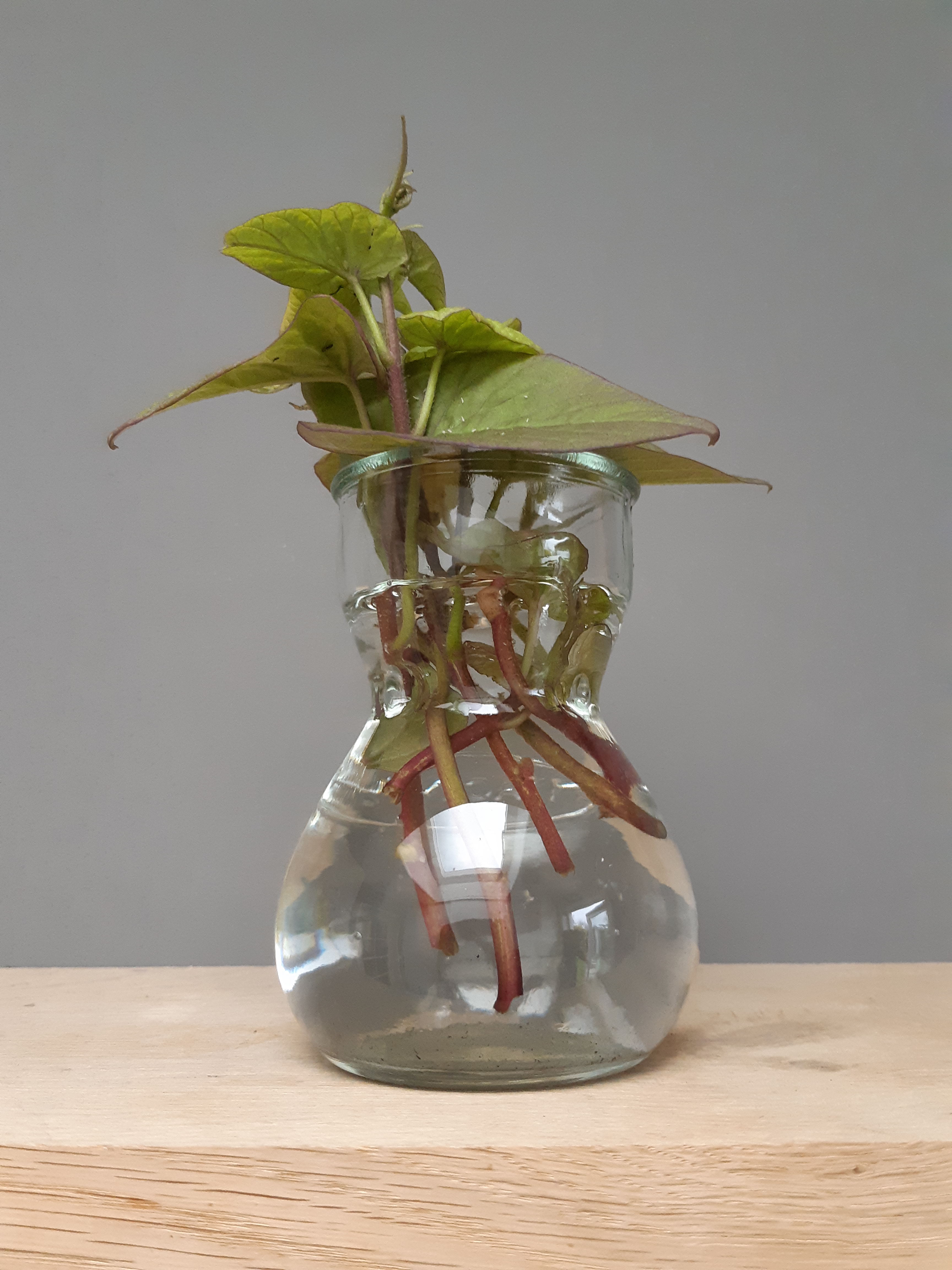 Zoete aardappel kweken