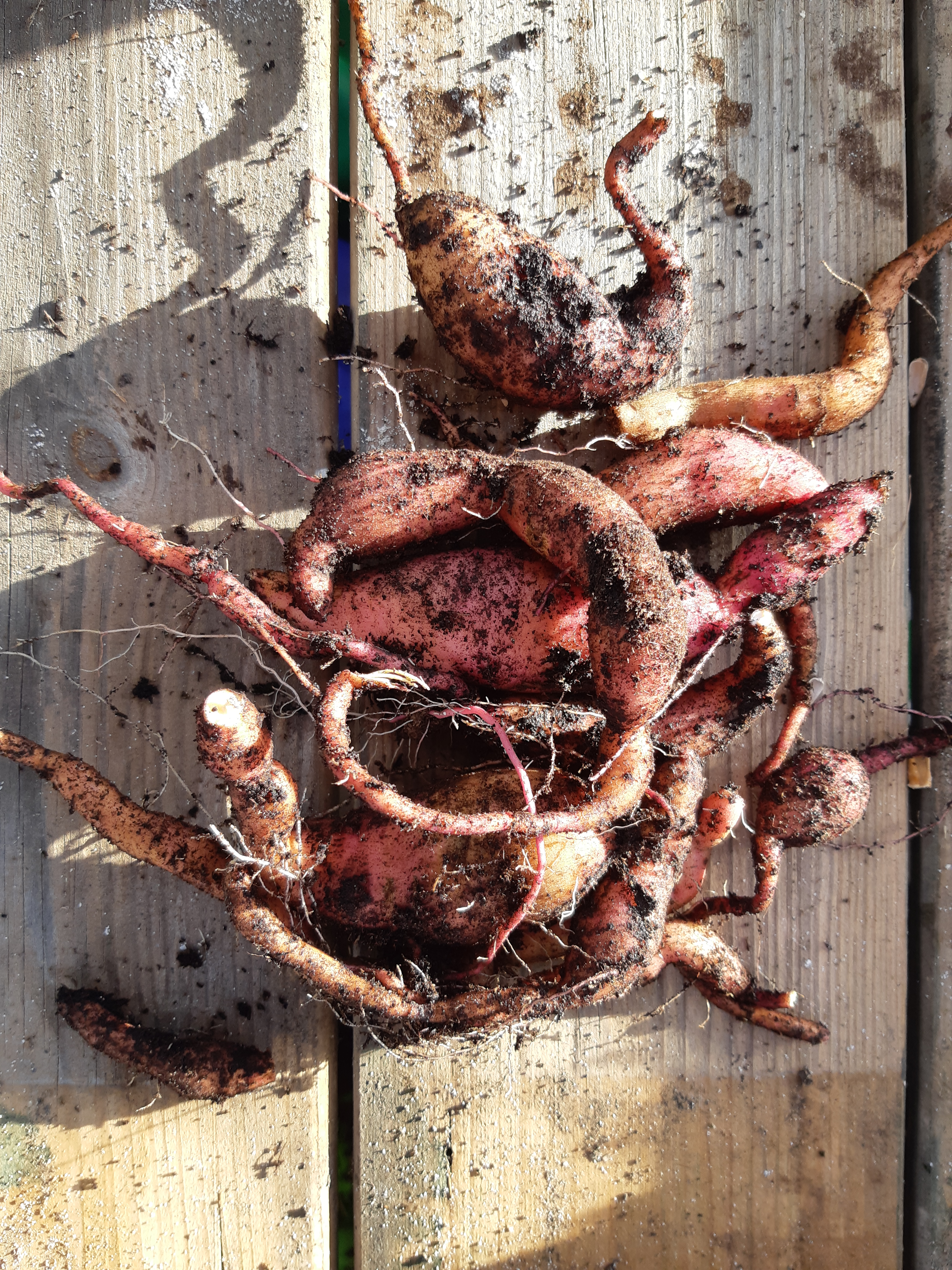 Zoete aardappel kweken