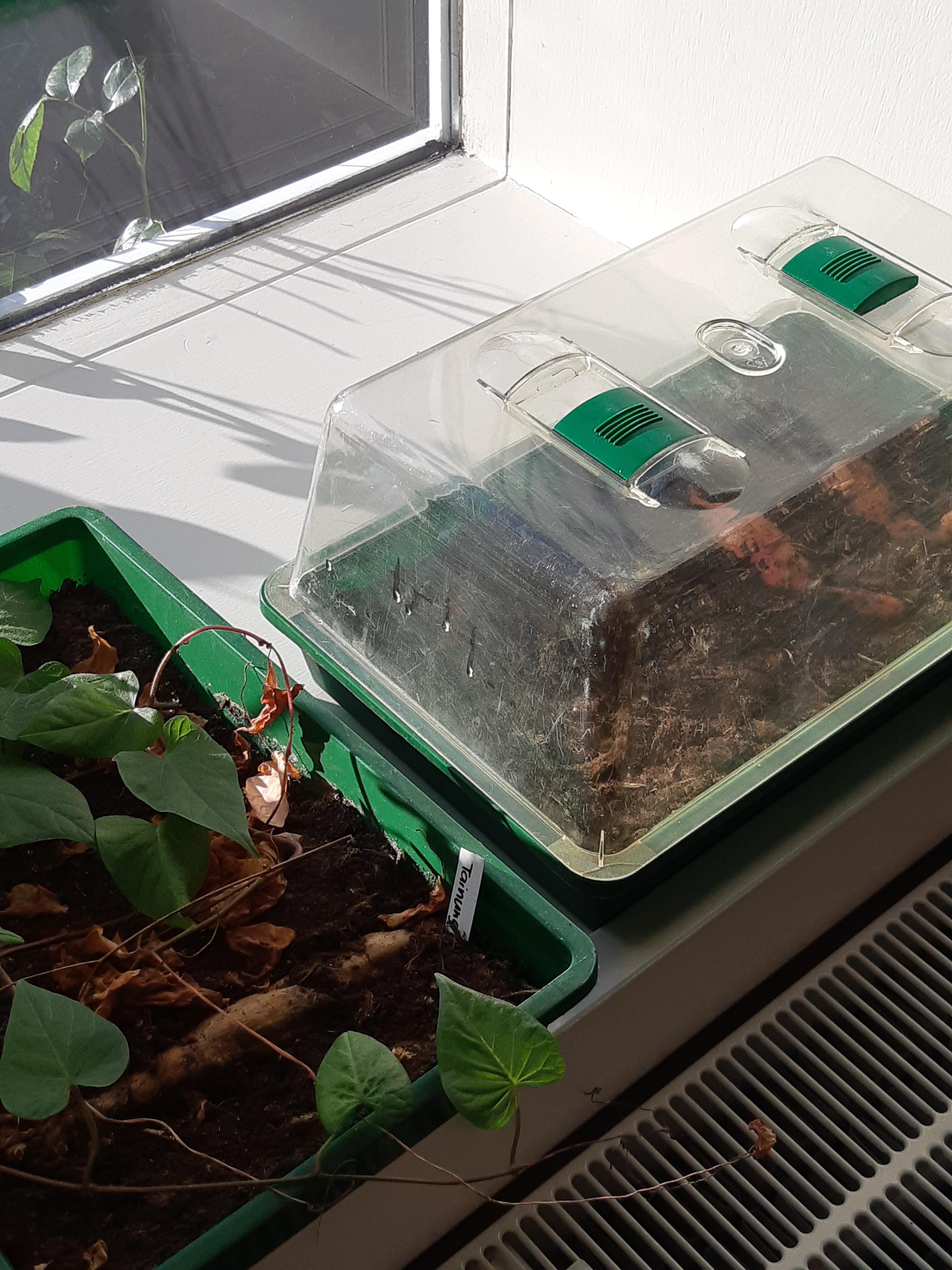 Zoete aardappel kweken