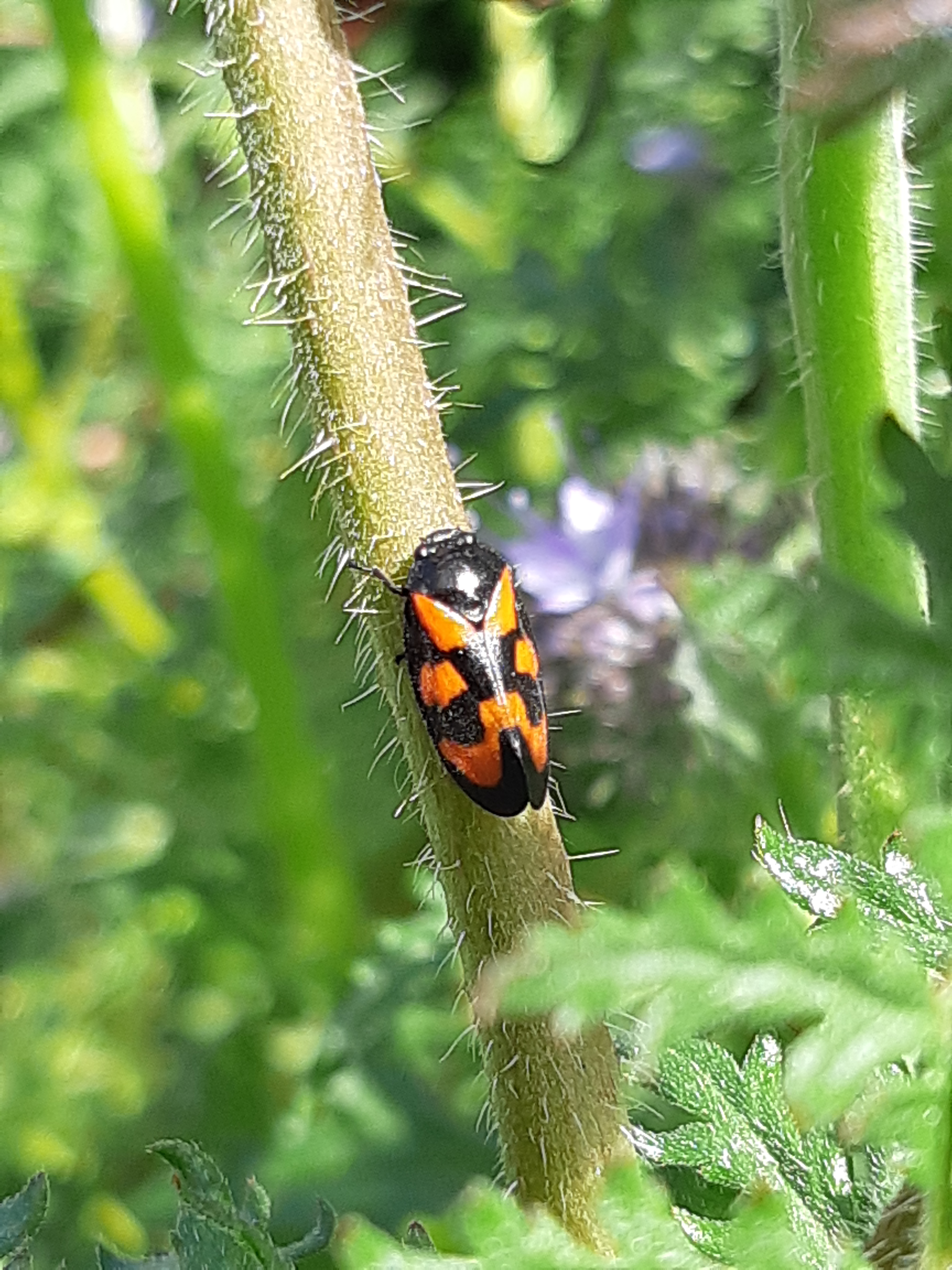 Bloedcicade cercopidae