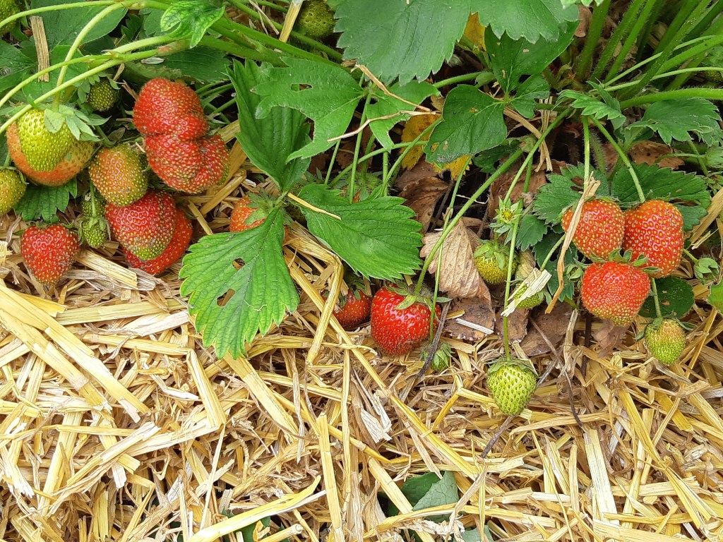 Aardbeien Strawberry
