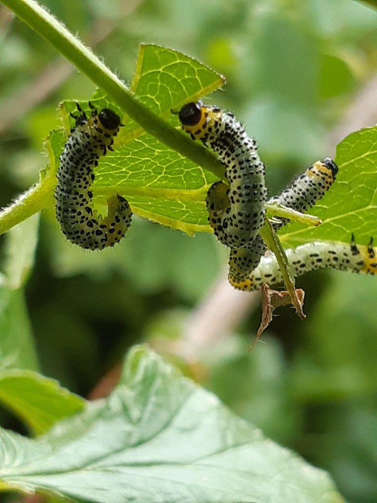 Groene rupsen larven van bessenbladwesp