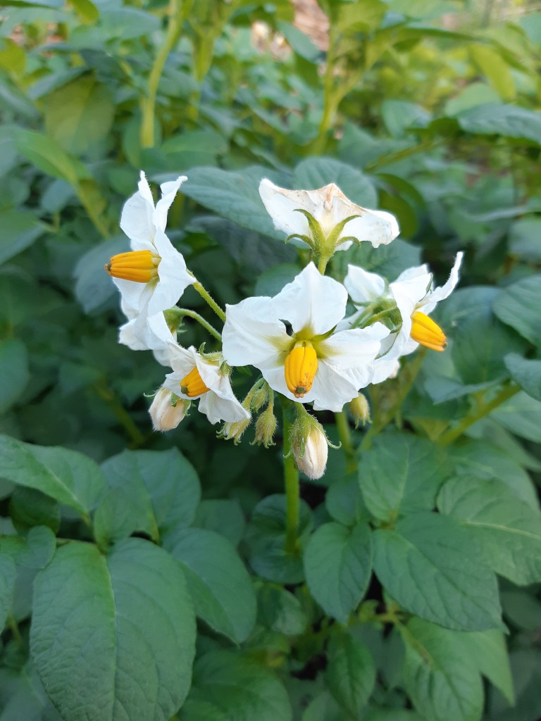 Aardappels oogsten na de bloei