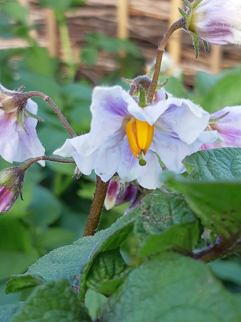 Aardappels oogsten na de bloei