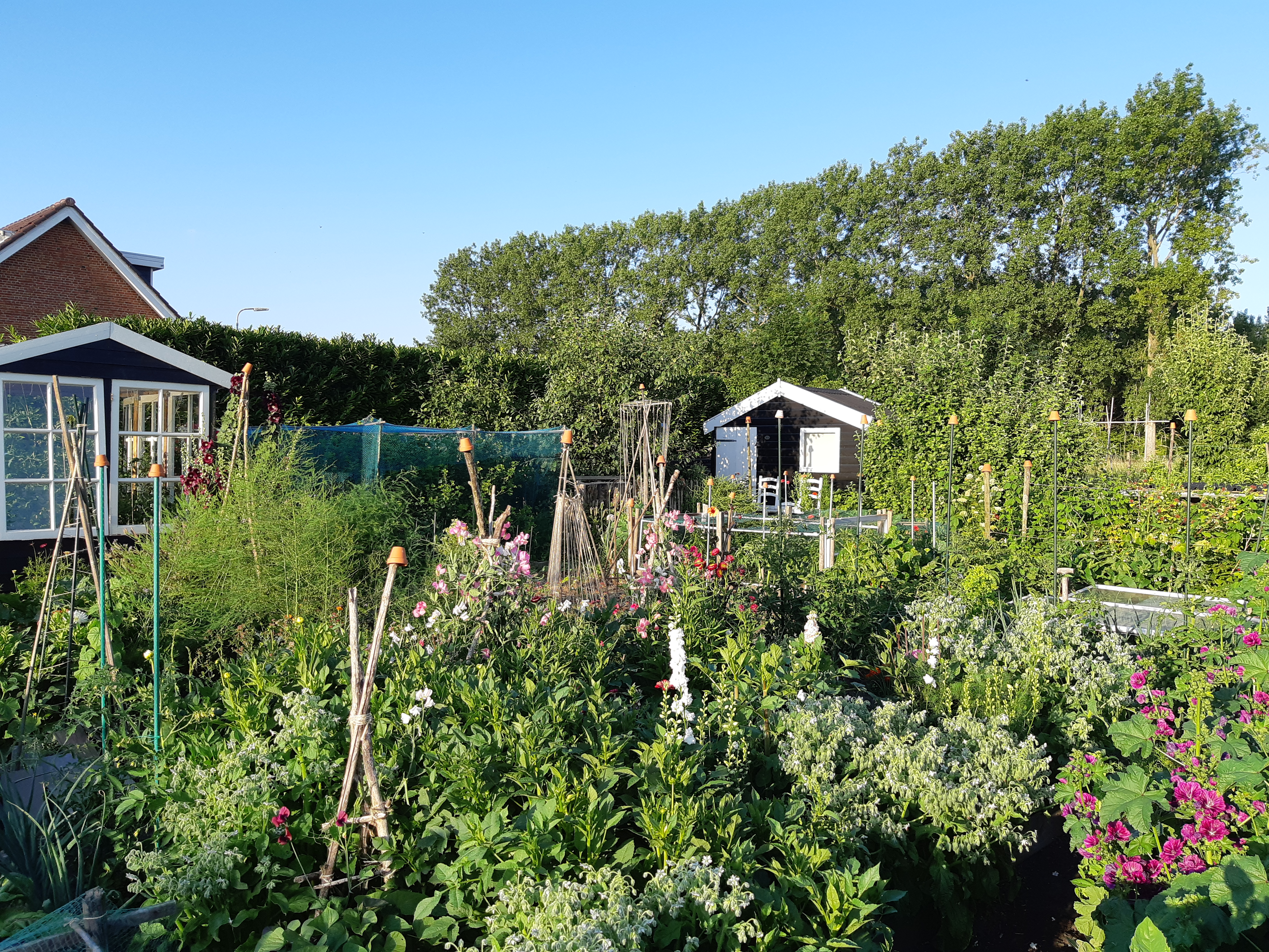 Moestuin in juni
