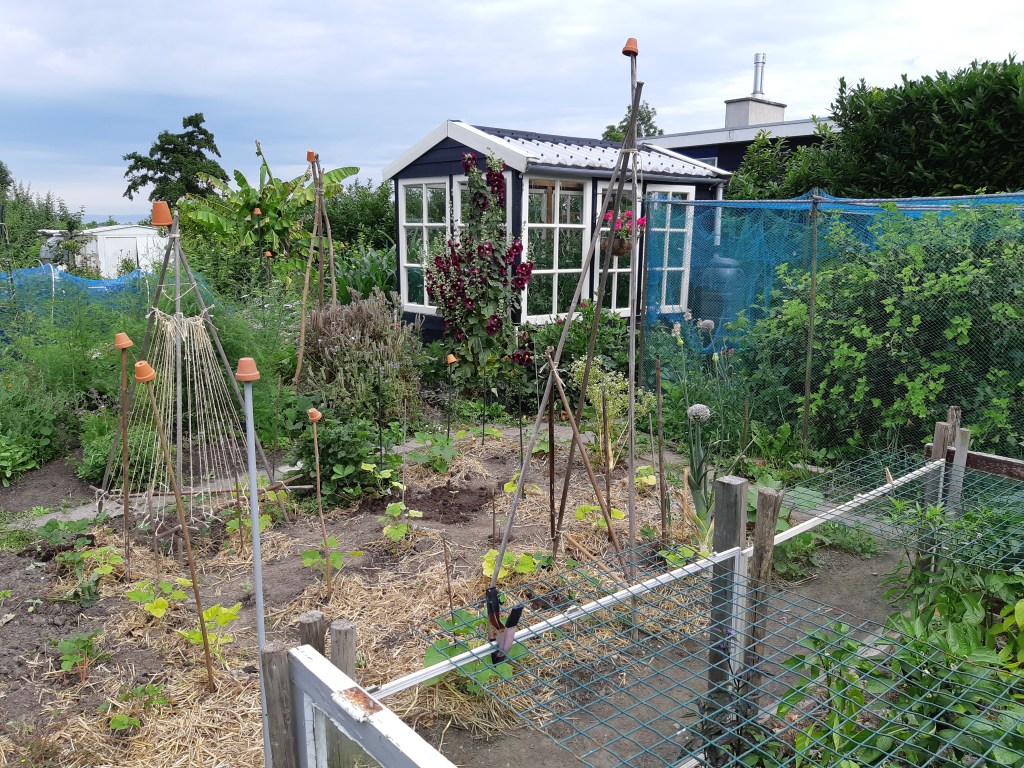 Pompoenen planten in juni