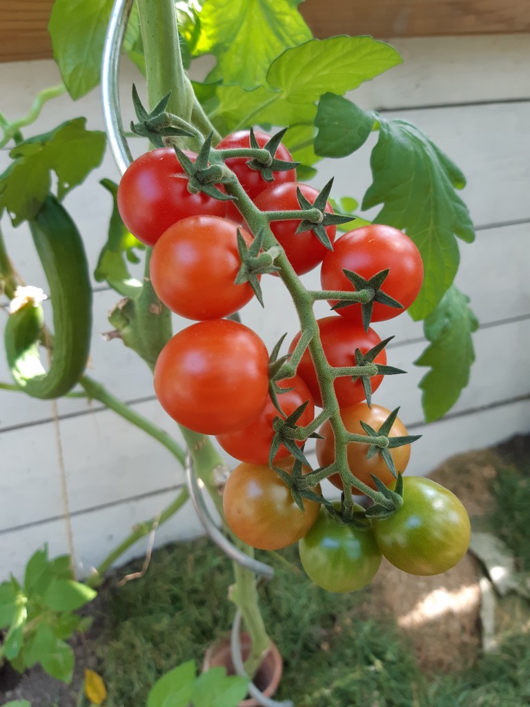 Tomaat Arielle