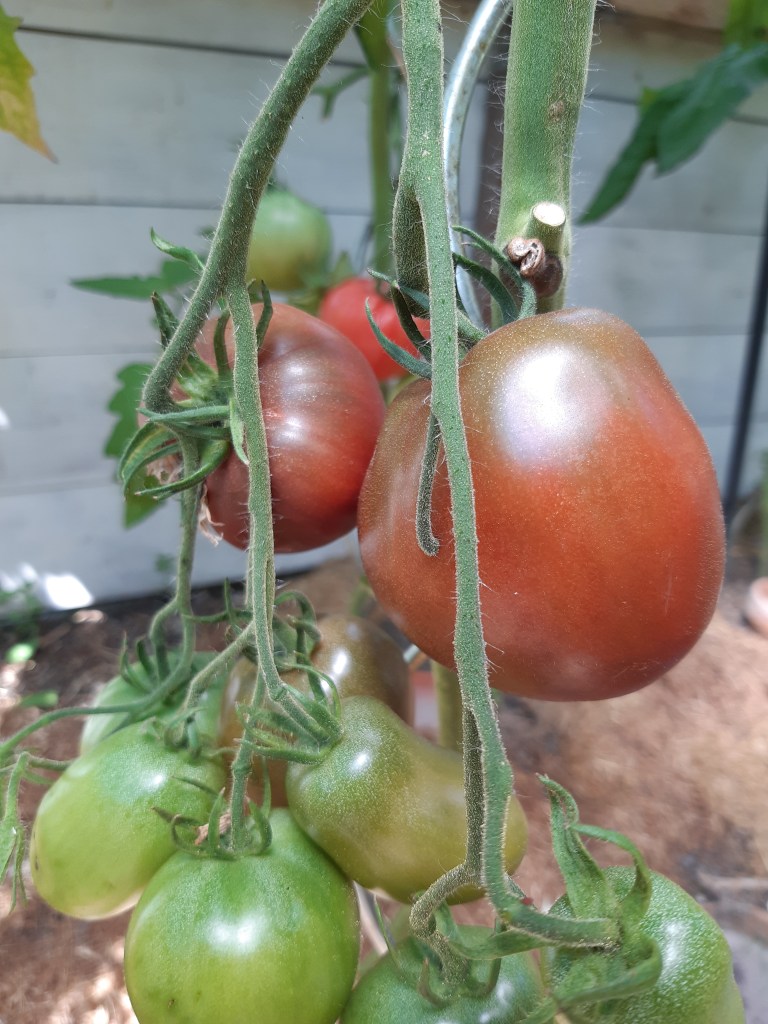 Tomaat Purper Isonica