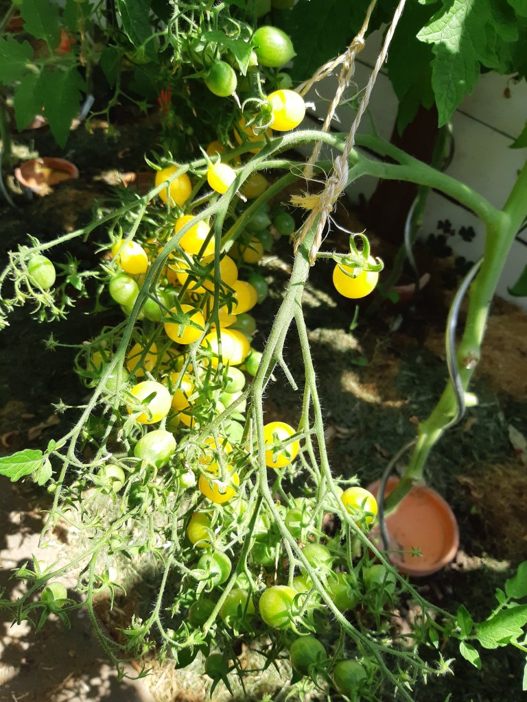 Tomaat Barry's Crazy Cherry