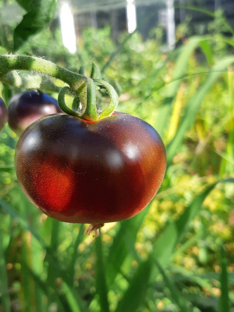 Tomaat Indigo Blue Beauty