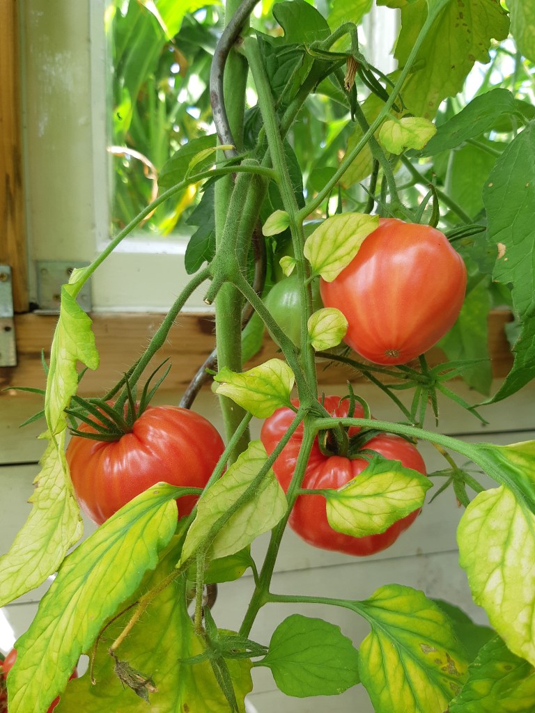 Tomaat German Red Strawberry