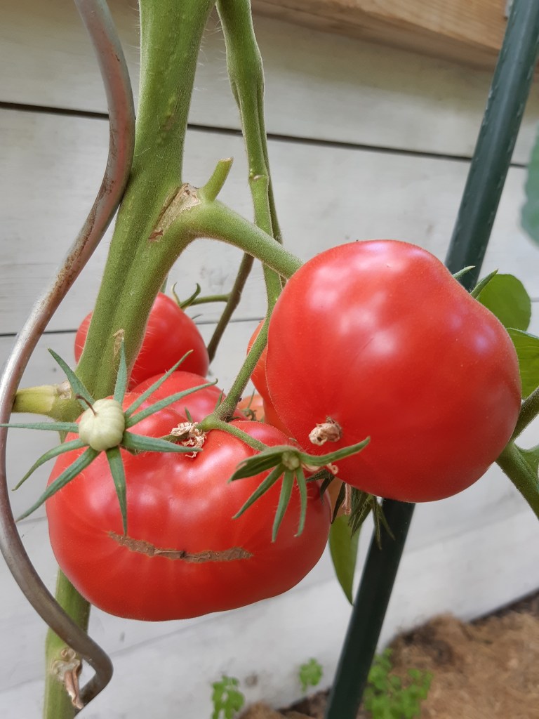 Tomaat Missouri Pink Love Apple