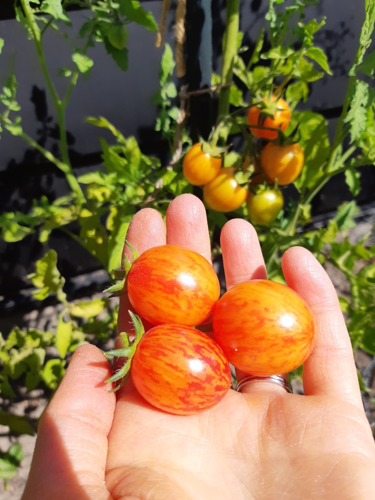 Tomaat Sunrise Bumble Bee