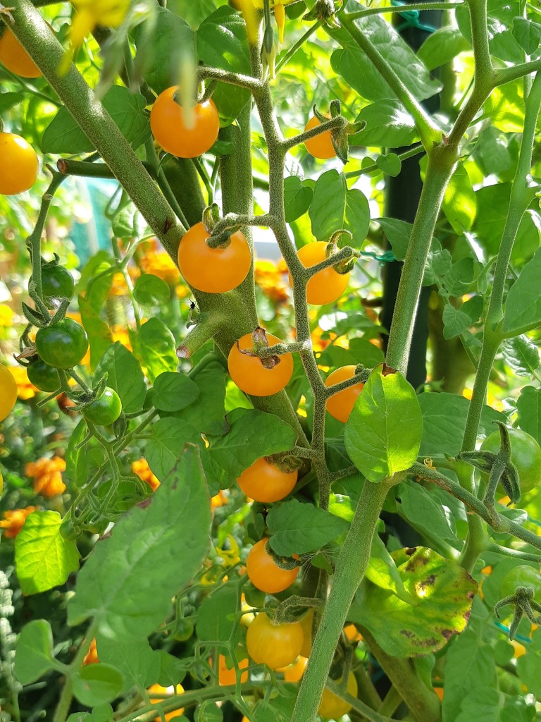 Tomaat Solaneum Spontanum