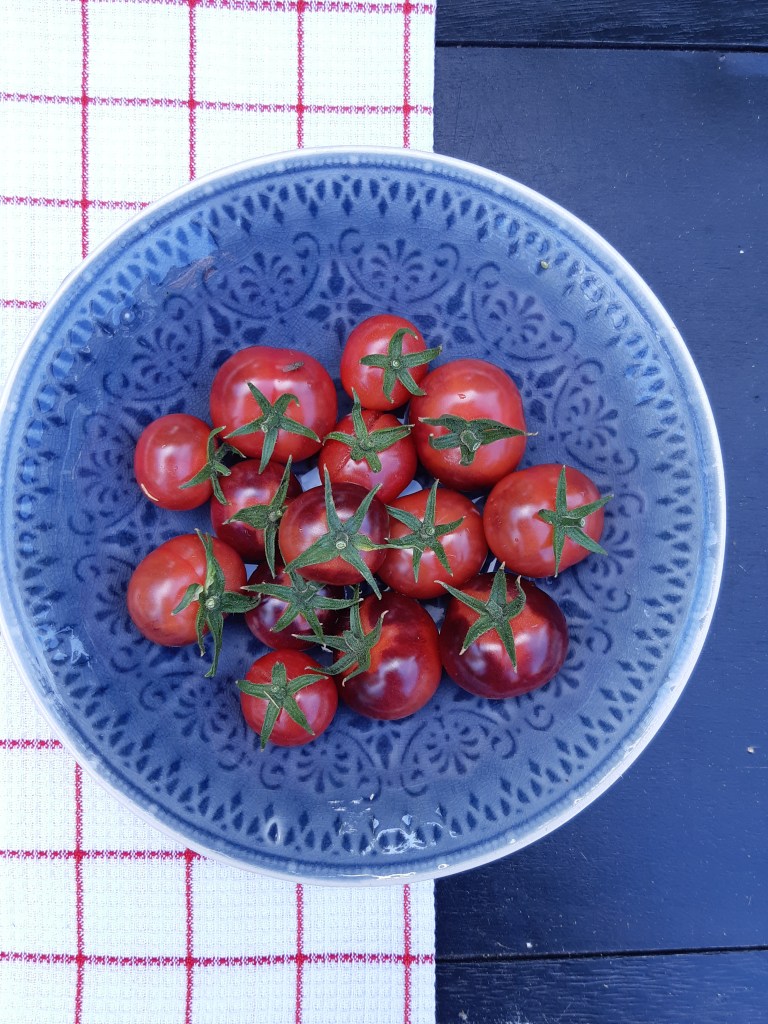 Tomaat Glossy Rose Blue