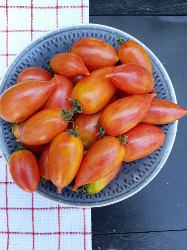 Tomaat Candy Sweet Icicle