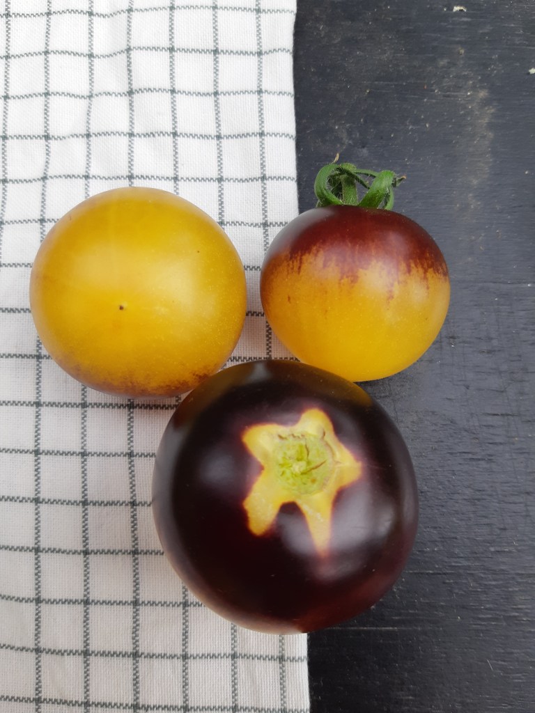 Tomaat Belle Coeur Yellow