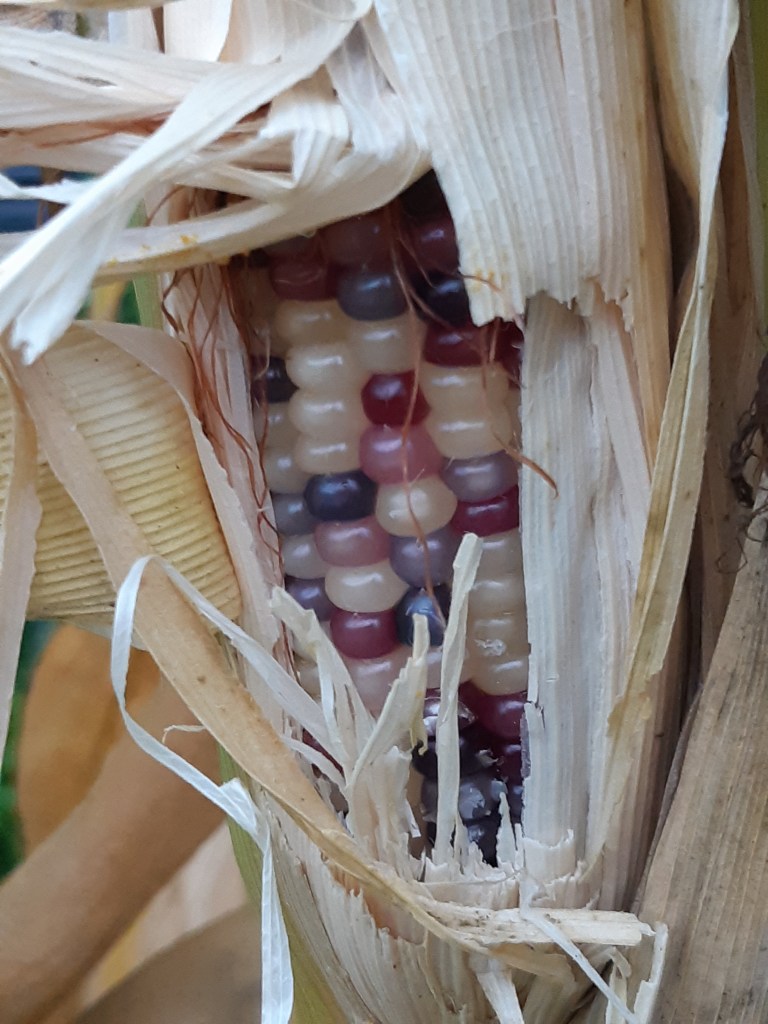 Maïs Glass Gem Corn