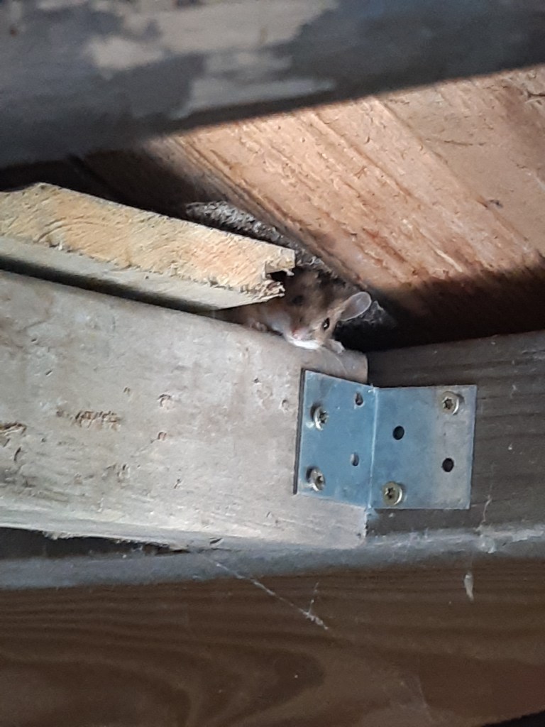 Groente zaaien in de herfst / najaar