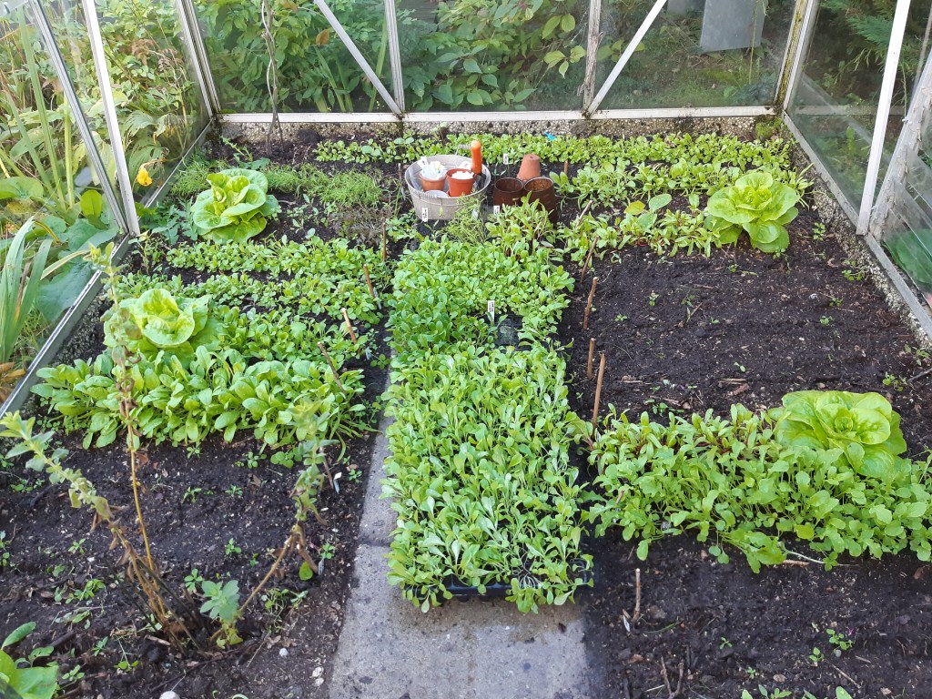 Groente zaaien in de herfst / najaar