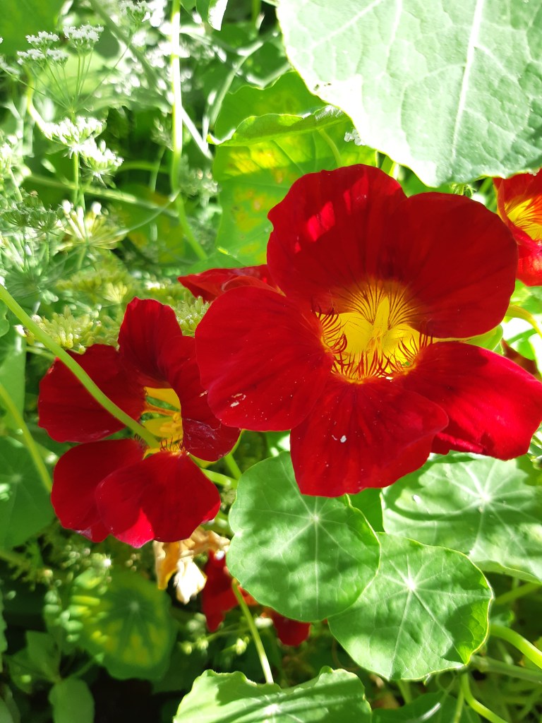 Tropaeolum Nanum Black Velvet