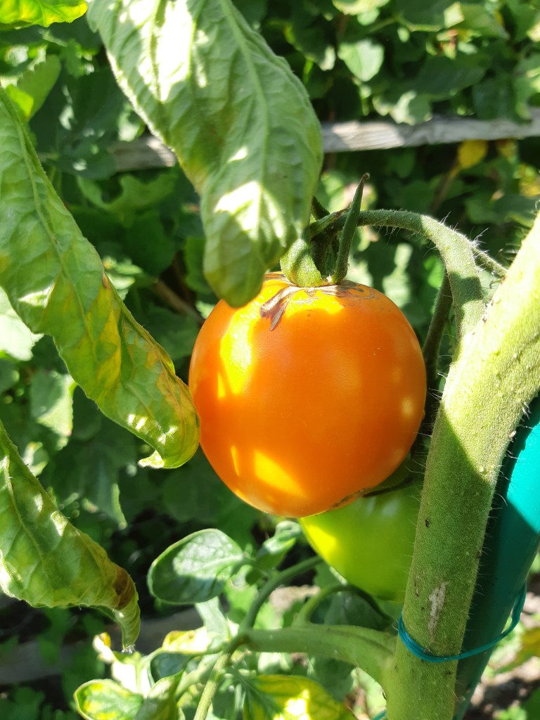 Tomaat Valencia Orange