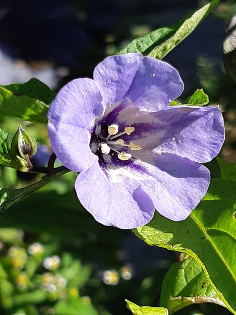 Nicandra Physalodes (zegekruid)