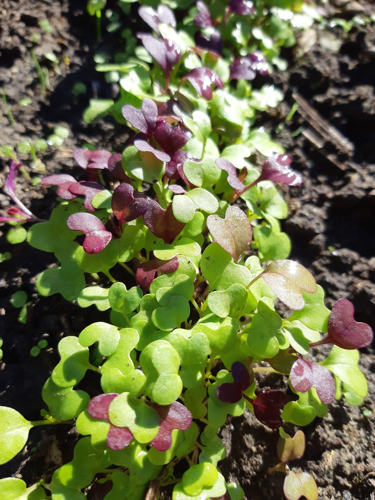 Mizuna rood en groen