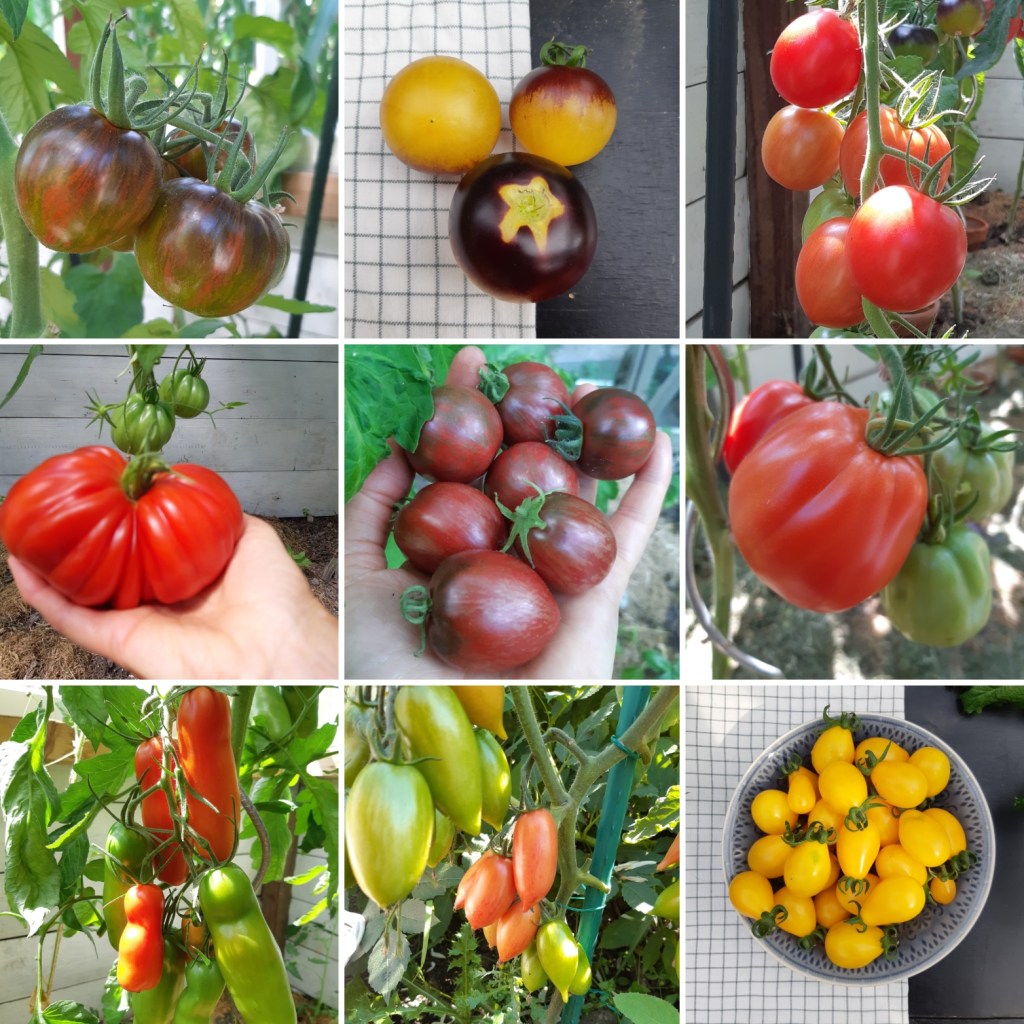 Zadenwinkel tomaten