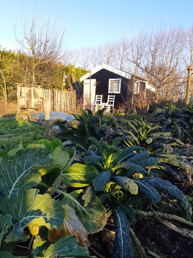 Moestuin januari