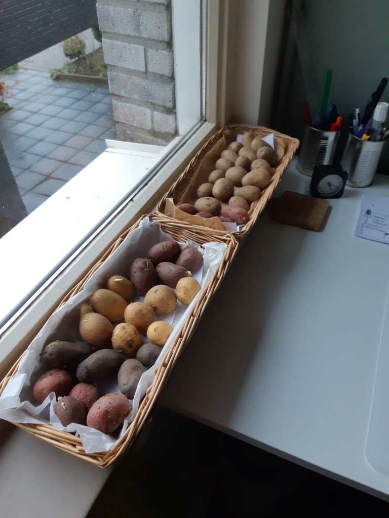 Aardappels voorkiemen