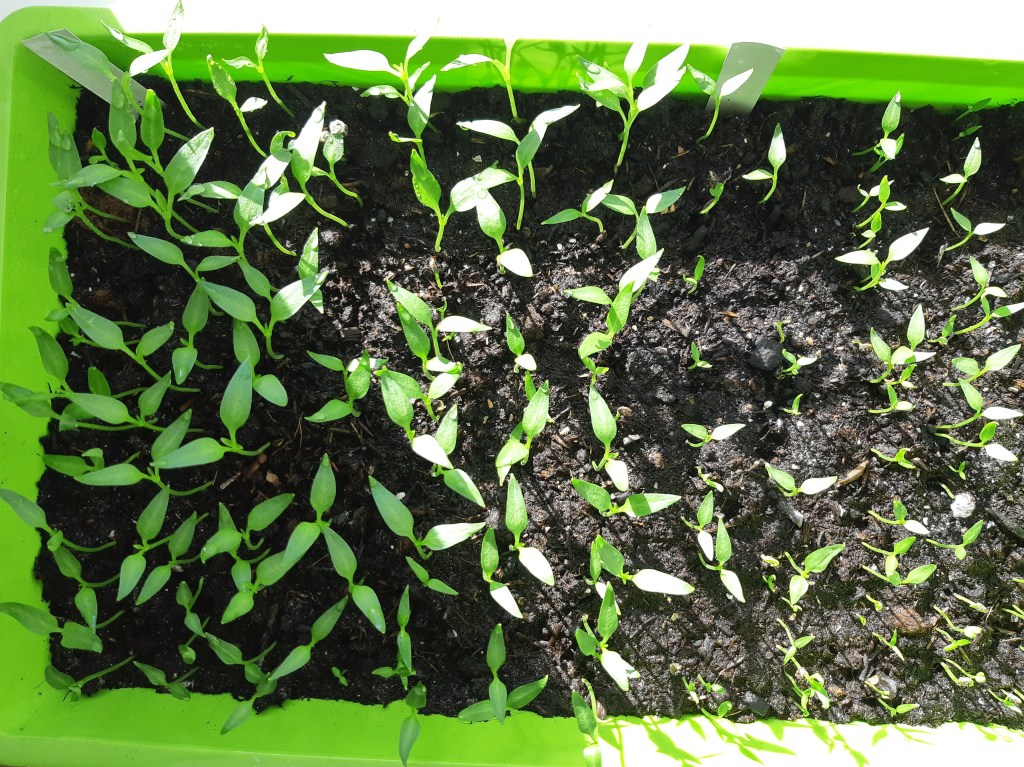 Paprika en peper zaaien