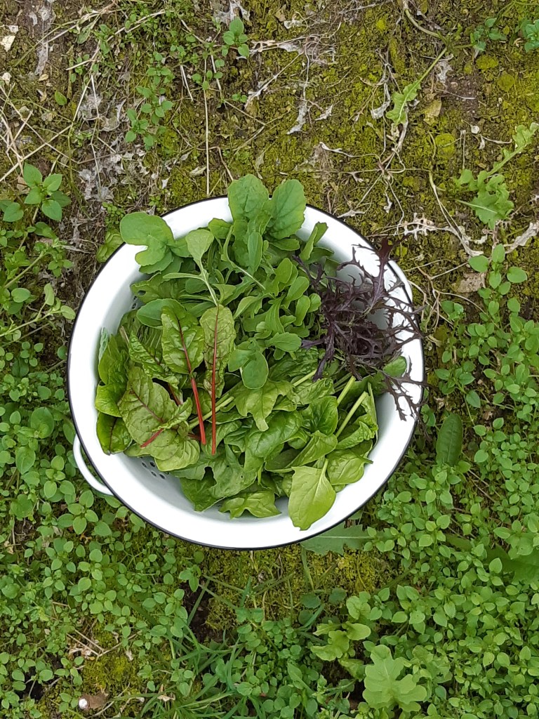 Hele jaar rond sla eten uit eigen tuin
