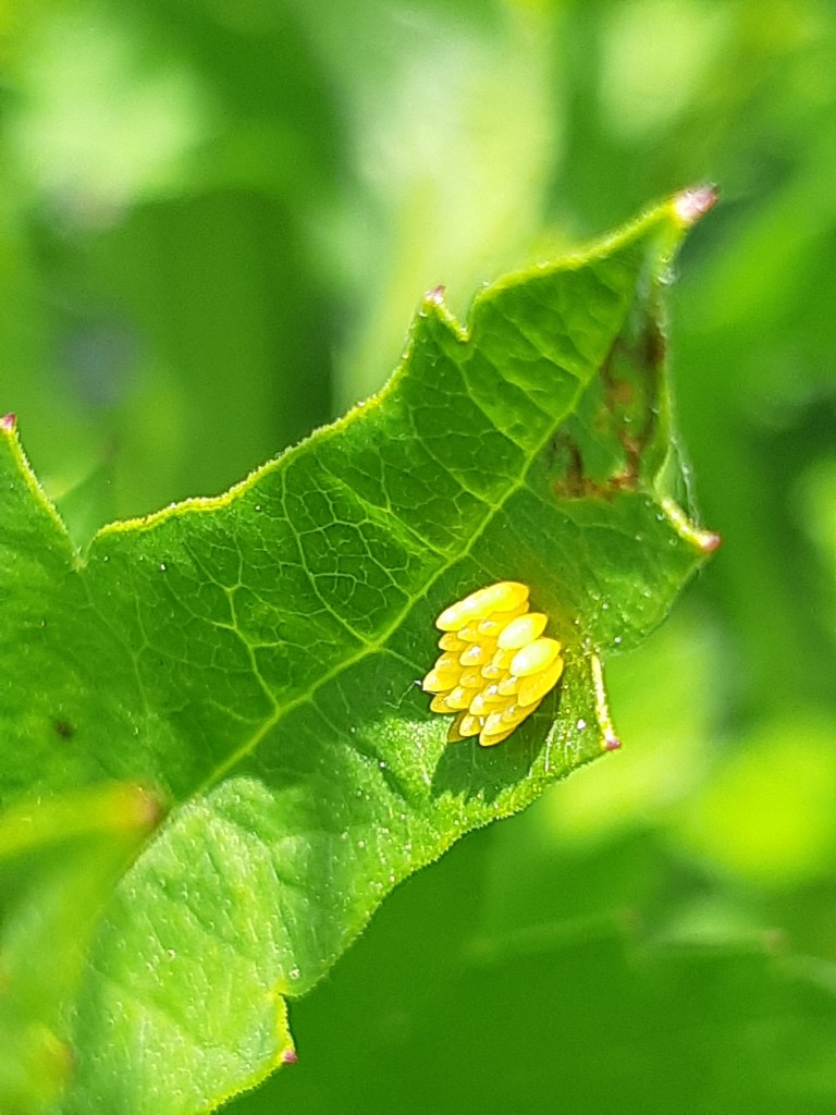 Biologische bestrijding met lieveheersbeestjes
