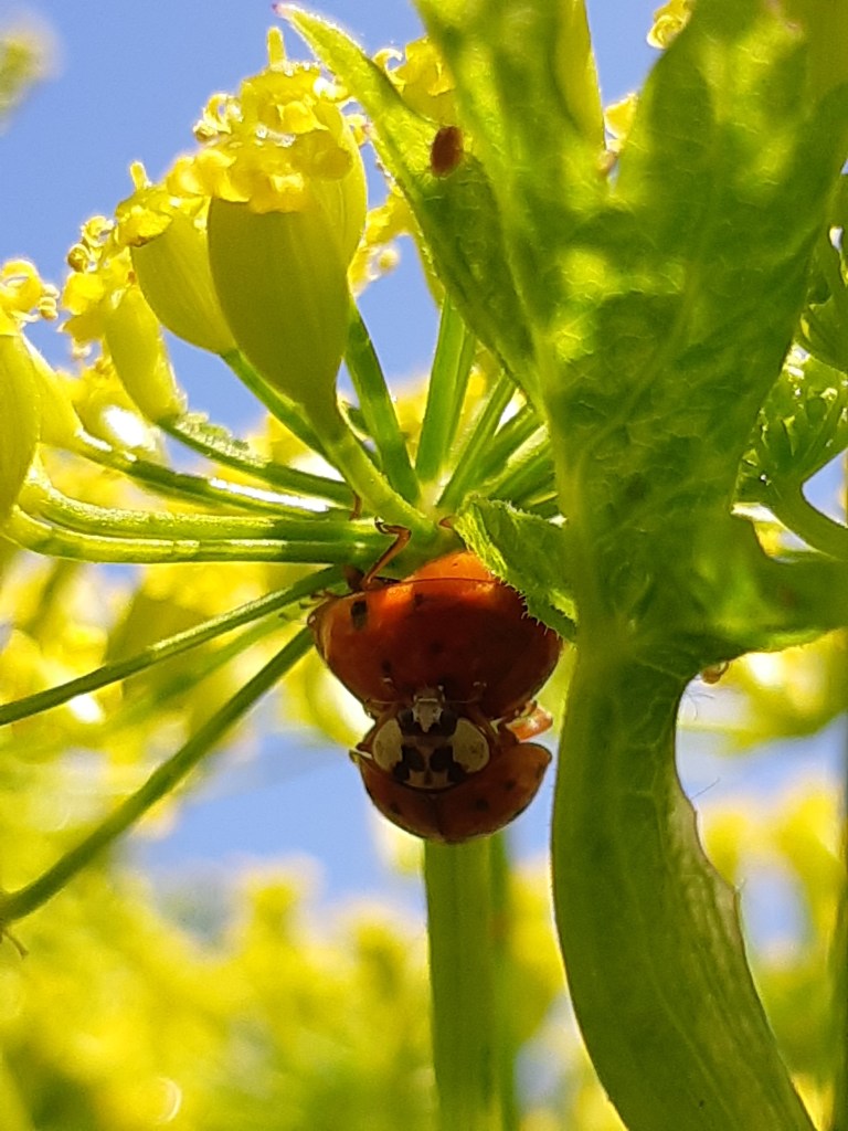 Biologische bestrijding met lieveheersbeestjes