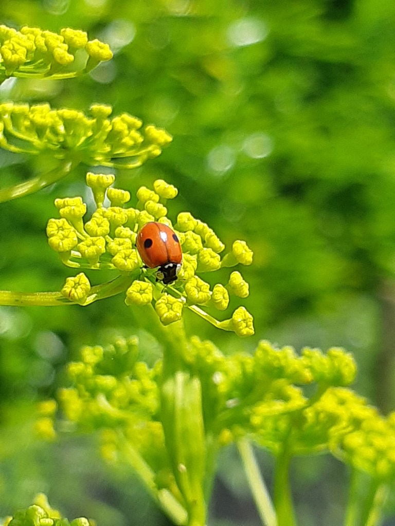 Biologische bestrijding met lieveheersbeestjes