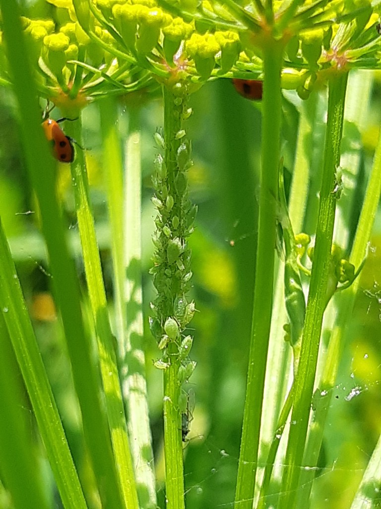 Biologische bestrijding met lieveheersbeestjes