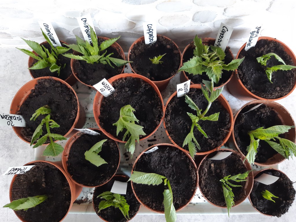 Dahlia snoeien en stekken